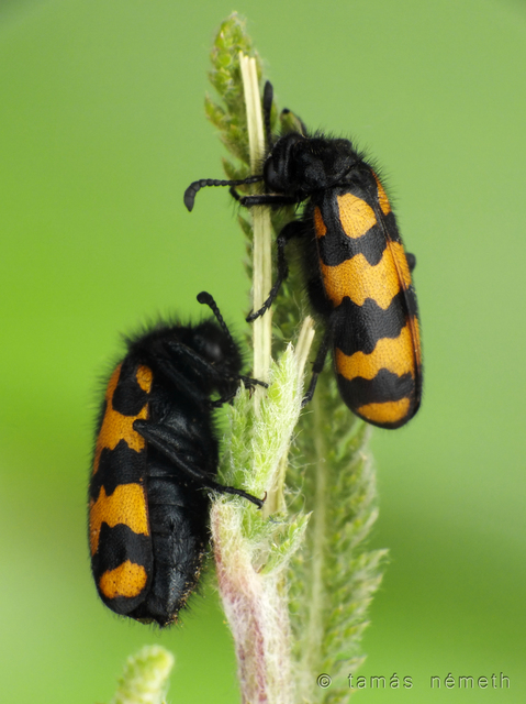 Hycleus polymorphus - változó hólyaghúzó