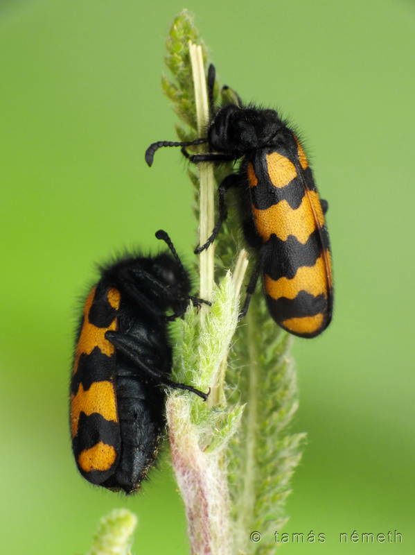Hycleus polymorphus - változó hólyaghúzó
