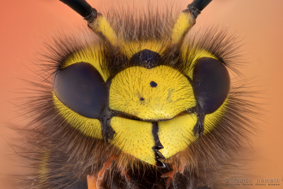 Vespula germanica - német darázs