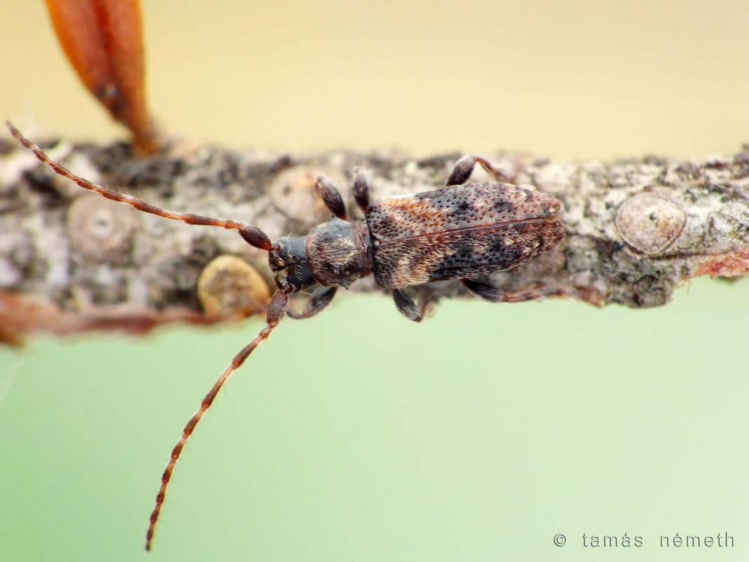 Pogonocherus ovatus - pettyesvégű ecsetcincér