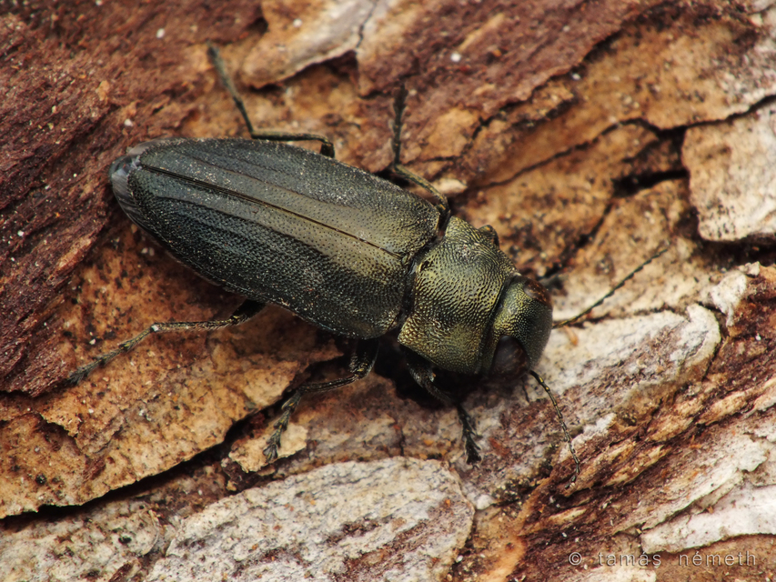 Phaenops delagrangei