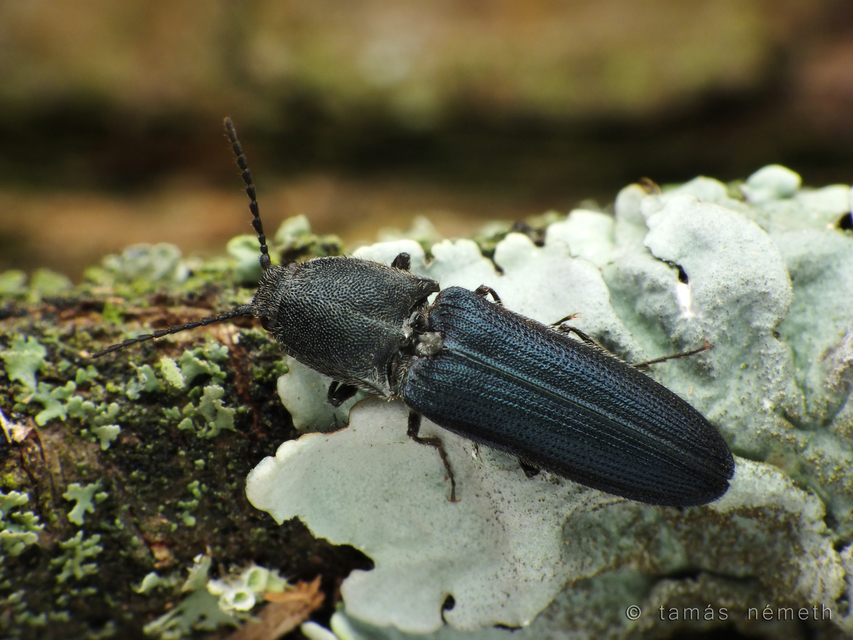 Limoniscus violaceus - kék pattanó