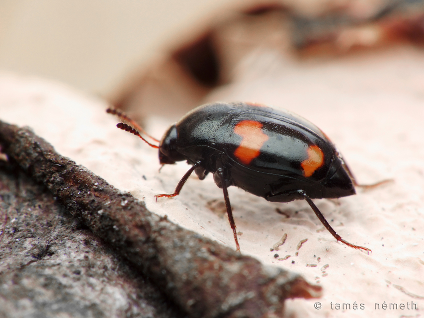 Scaphidium quadrimaculatum - négyfoltos sajkabogár