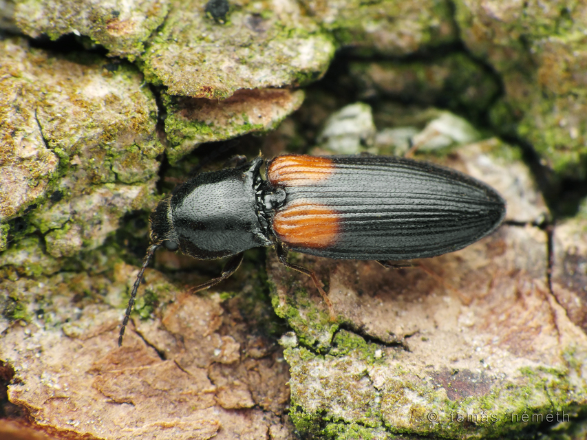 Calambus bipustulatus - kétfoltos pattanó Calambus bipustulatus - kétfoltos pattanó
