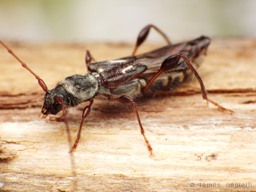 Molorchus juglandis