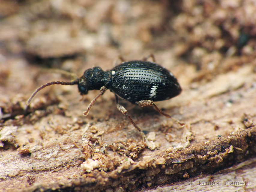 Ptinus coarcticollis