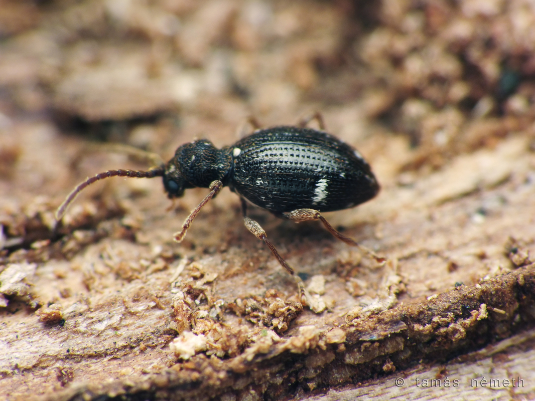 Ptinus coarcticollis