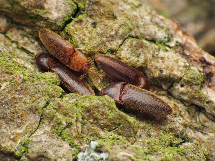 Brachygonus ruficeps - sárgafejű pattanó
