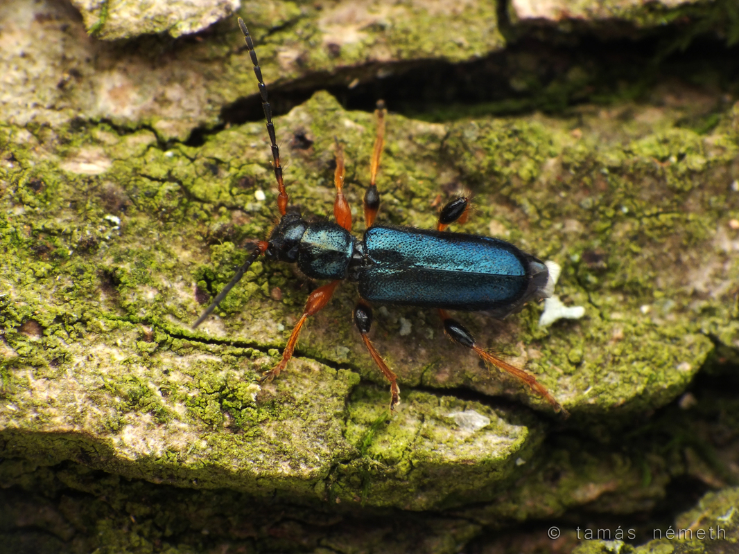 Phymatodes rufipes syriacus