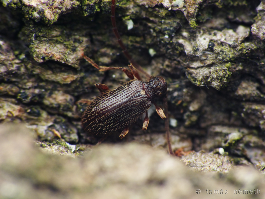 Ptinus pilosus - sarkantyús tolvajbogár