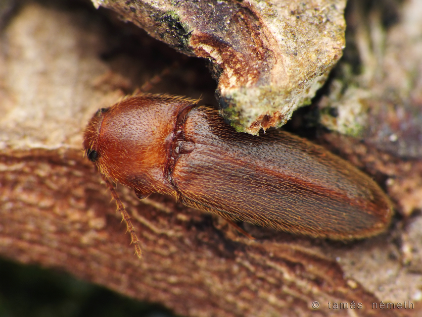 Brachygonus ruficeps - sárgafejű pattanó