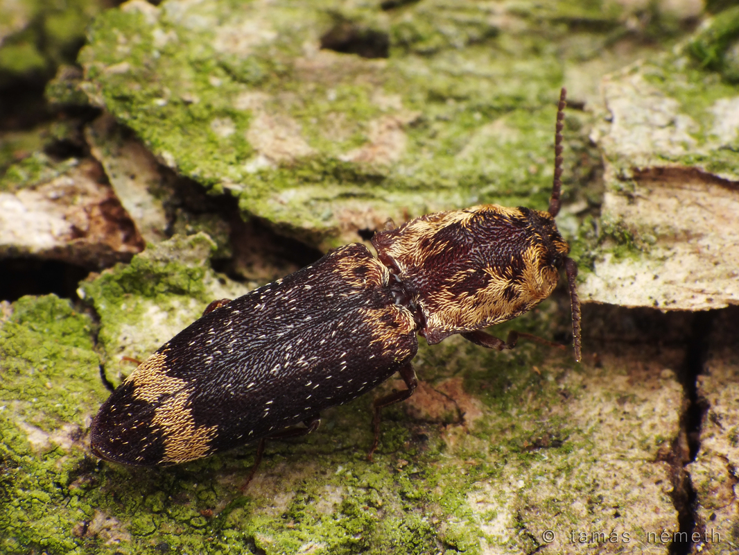 Lacon querceus - tarka pikkelyespattanó