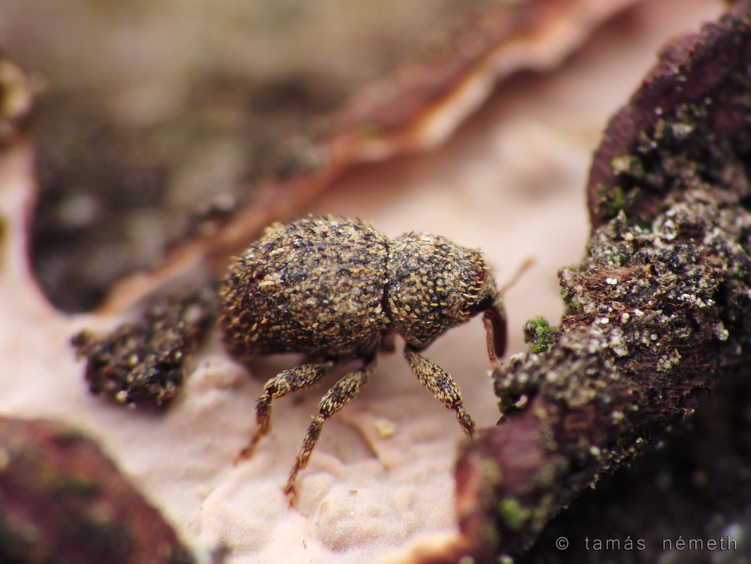 Acalles echinatus - apró zártormányos