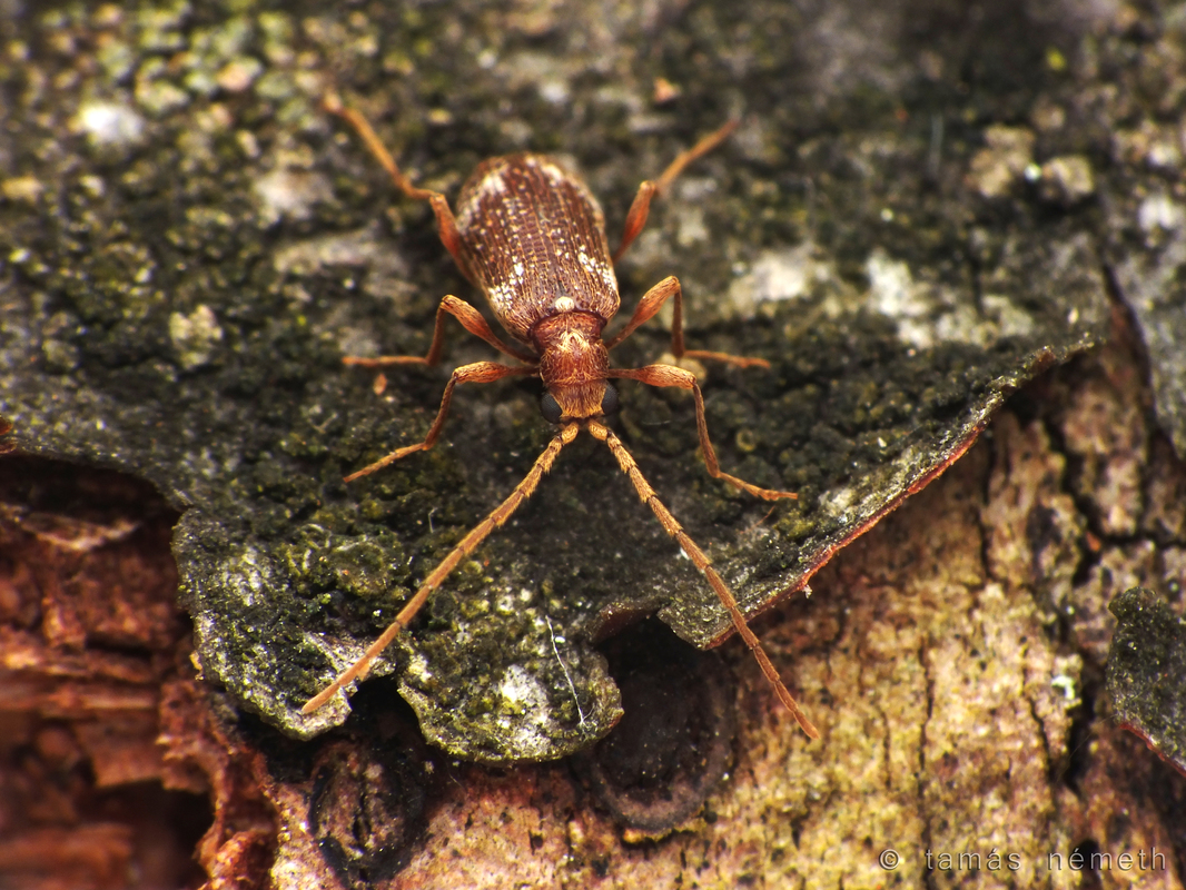 Ptinus fur - közönséges tolvajbogár