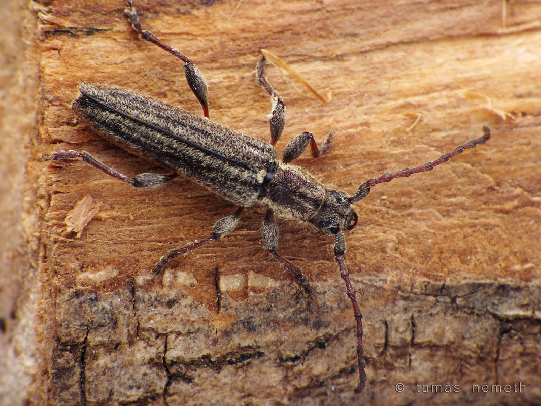 Deilus rugosicollis