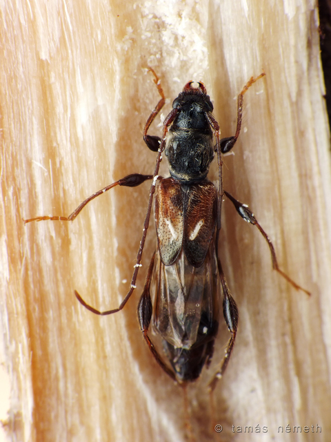 Molorchus minor - kis légycincér