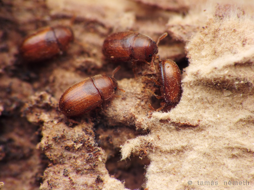 Pentaphyllus testaceus - kis korhadékbogár
