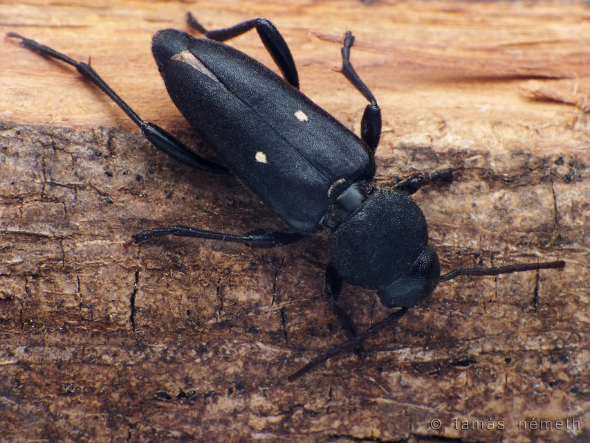 Xylotrechus raghidae