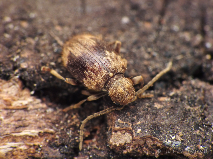 Ptinus libanicus