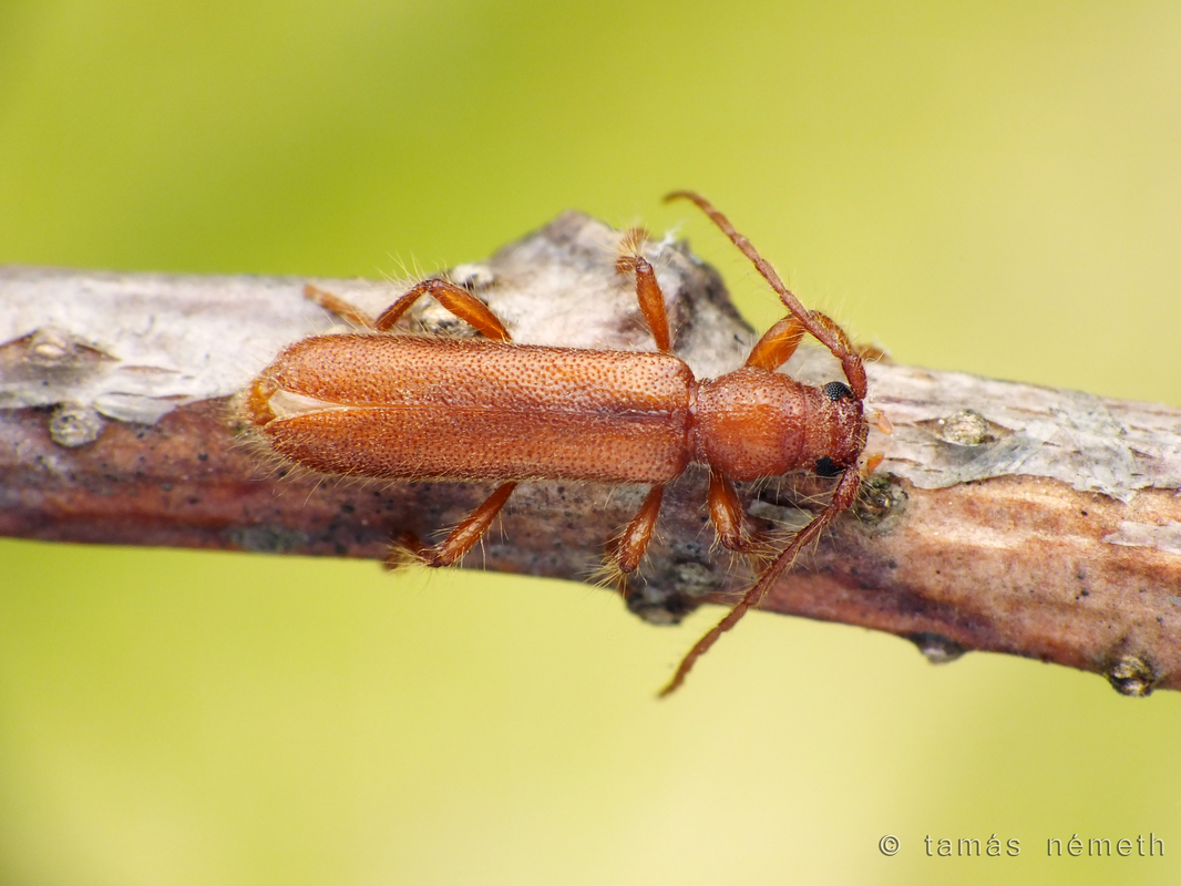 Axinopalpis alberti