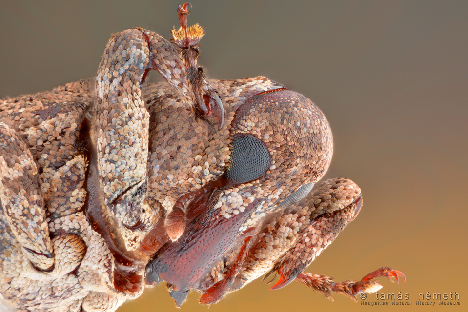 Gasterocercus depressirostris - laposorrú ormányos