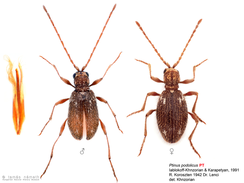 Ptinus podolicus