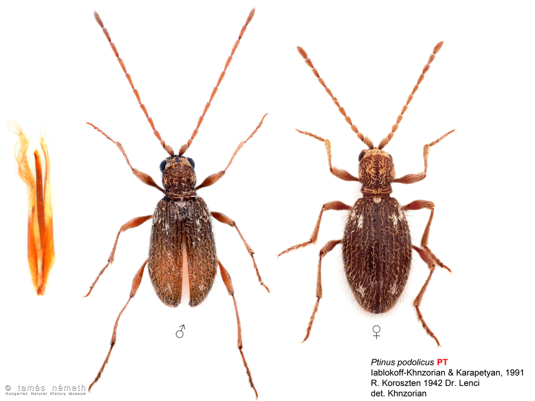 Ptinus podolicus