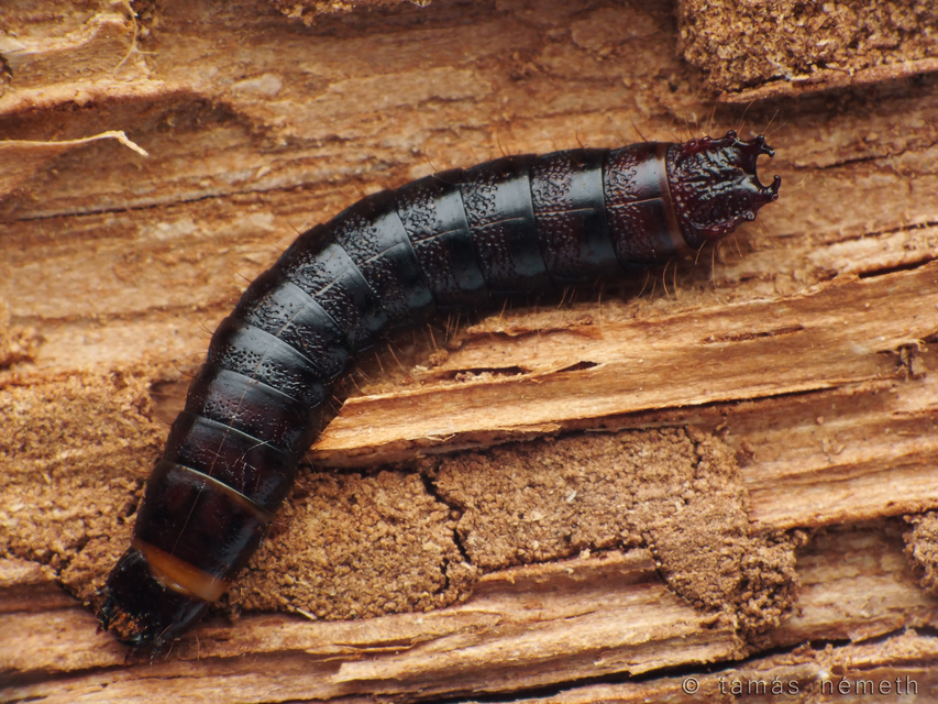 Stenagostus rhombeus - rombusznyakú pattanó