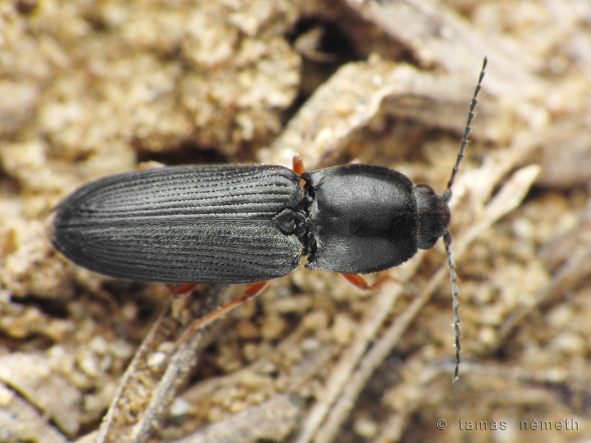 Cardiophorus vestigialis - vöröslábú szívespattanó