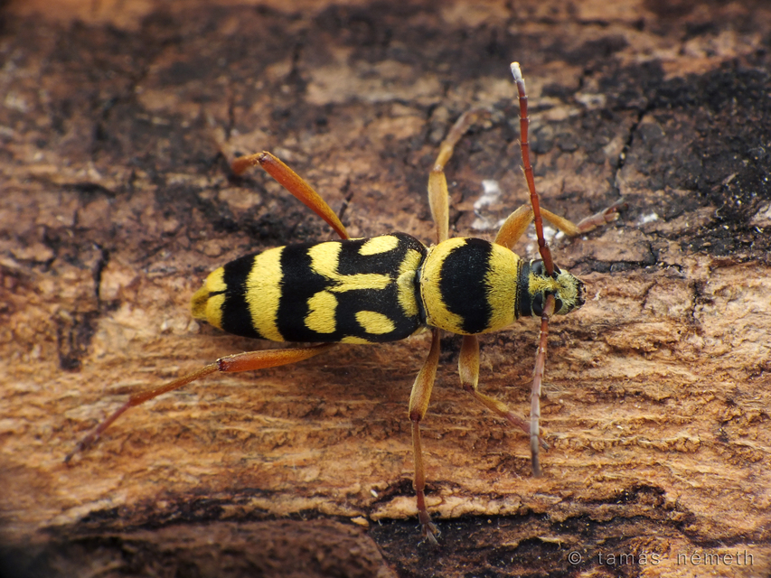 Chlorophorus varius damascenus