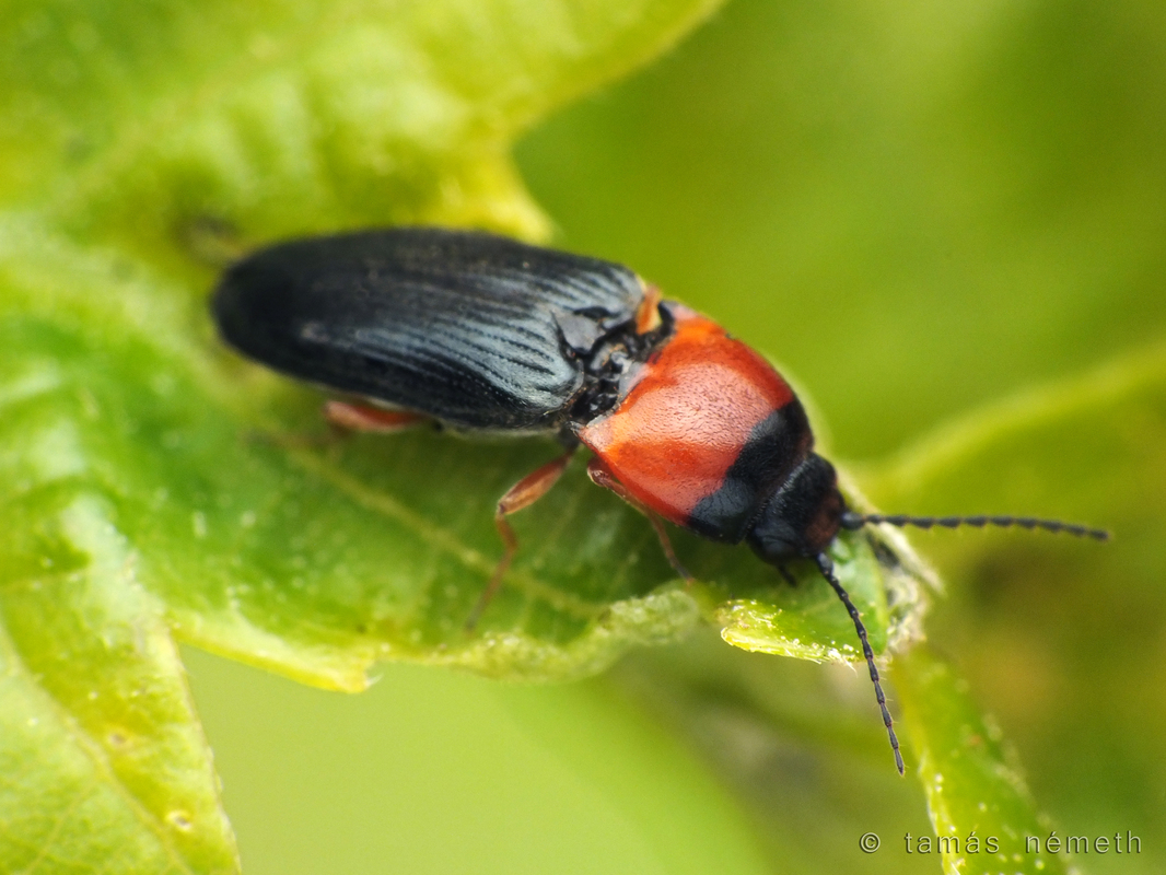 Cardiophorus anticus - sárgalábú szívespattanó