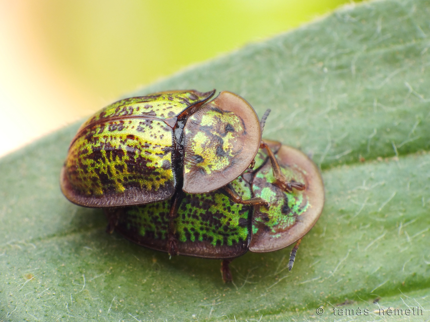 Cassida canaliculata - karimás pajzsbogár Cassida canaliculata - karimás pajzsbogár