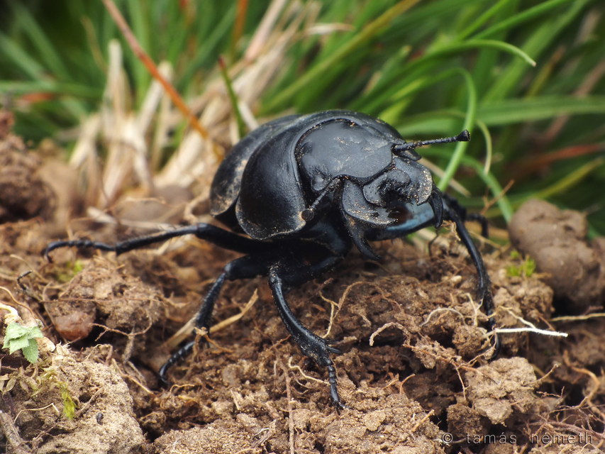 Lethrus apterus - nagyfejű csajkó