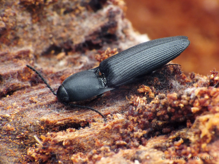 Megapenthes lugens - hegyesszárnyú pattanó