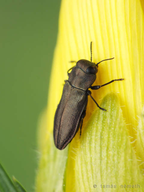 Anthaxia chevrieri - zanót-virágdíszbogár