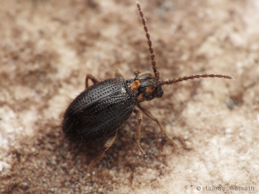 Dignomus nitidus - fényes tolvajbogár