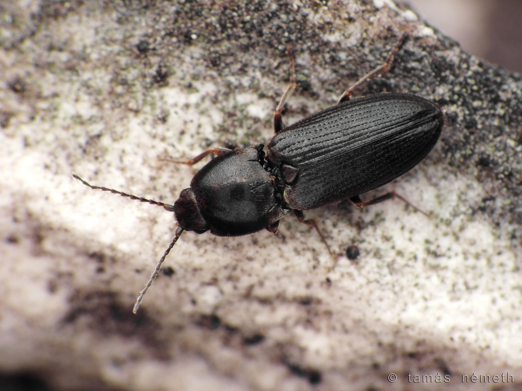 Cardiophorus ebeninus - ébenfekete szívespattanó