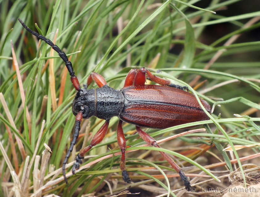 Dorcadion fulvum - barna gyalogcincér
