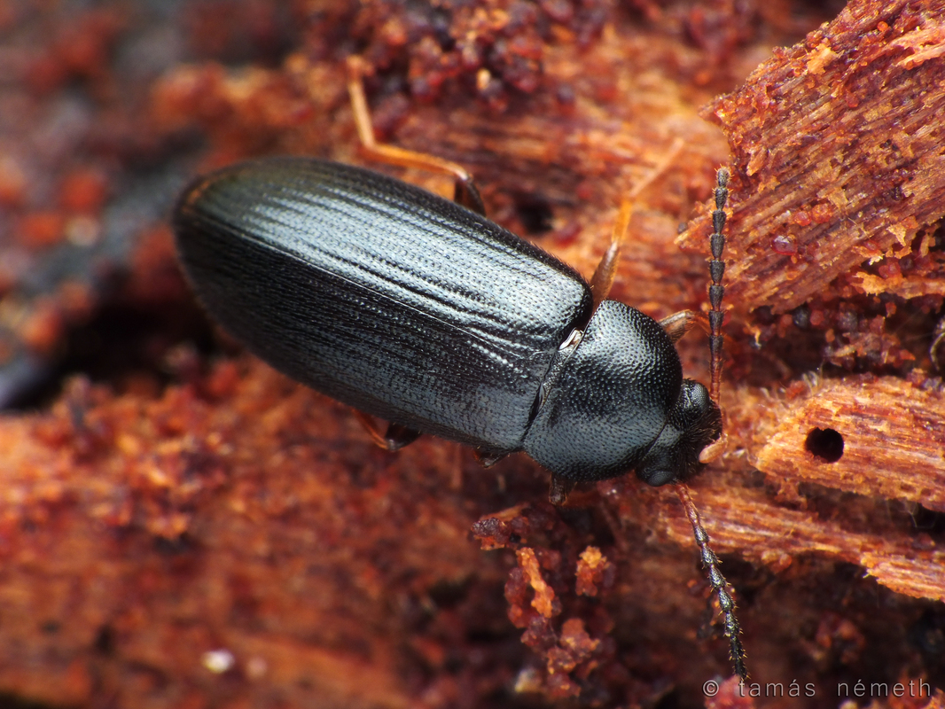 Mycetochara axillaris - fényes taplász