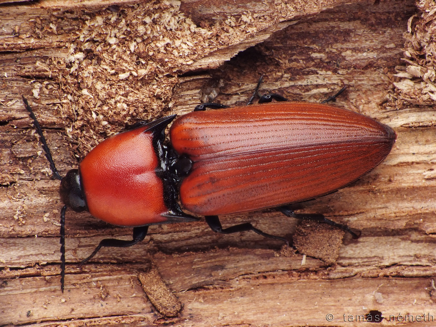 Elater ferrugineus - fűzfapattanó