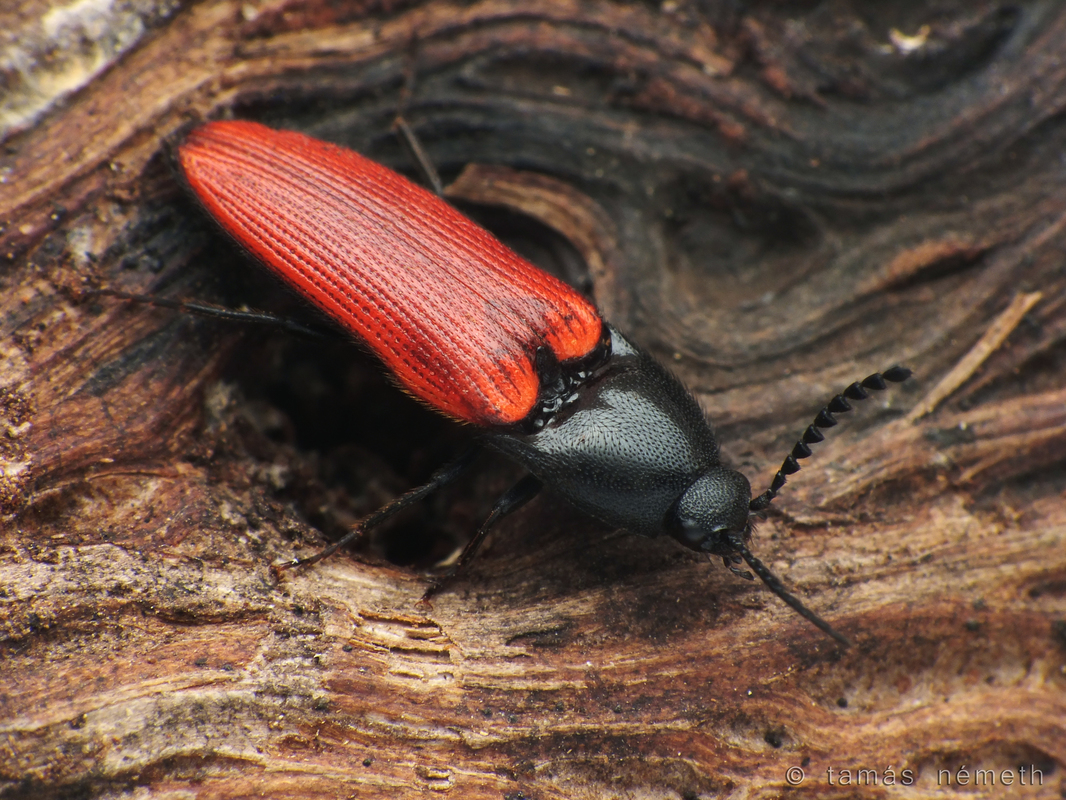 Ampedus rufipennis - vörösszárnyú pattanó
