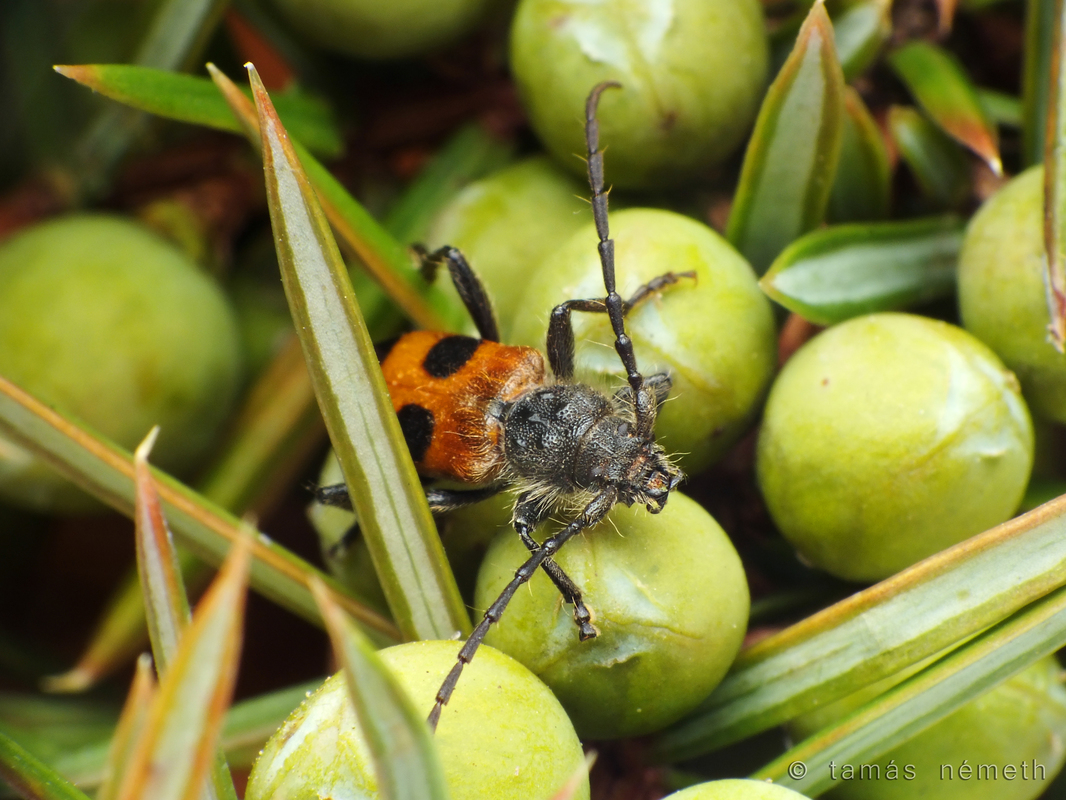 Semanotus russicus - borókacincér