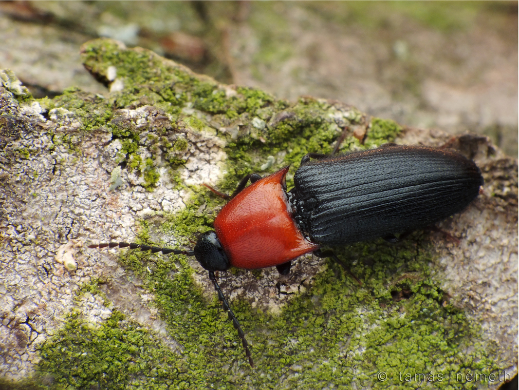 Ischnodes sanguinicollis - éknyakú pattanó