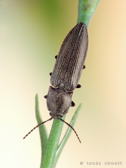 Cidnopus pilosus - szőrös pattanó