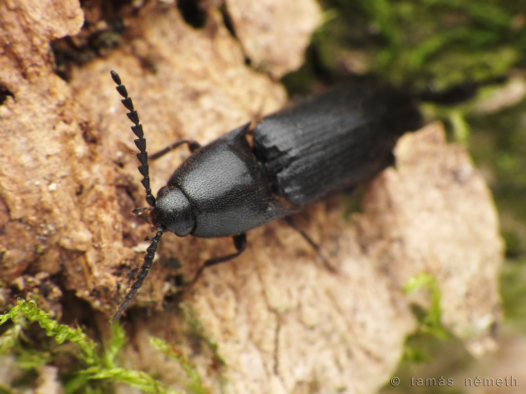 Podeonius acuticornis - fűrészescsápú pattanó
