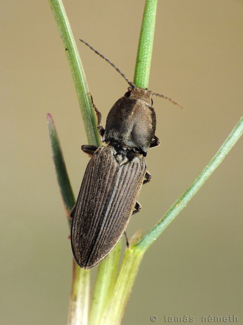Cardiophorus asellus - homoki szívespattanó