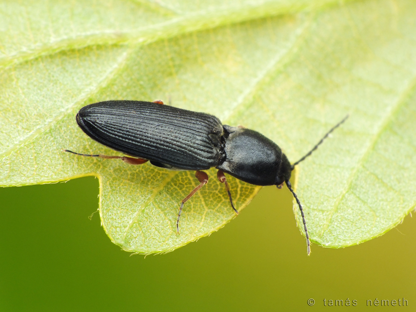 Cardiophorus erichsoni - sötét szívespattanó