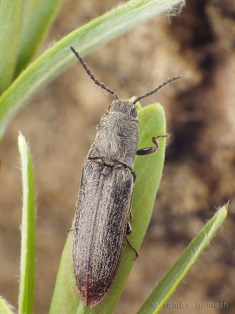 Cidnopus ruzenae - fémfekete pattanó