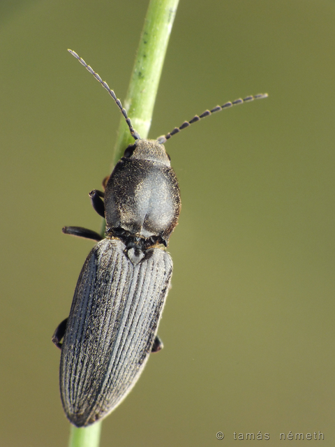 Dicronychus equisetioides - ólmos szívespattanó