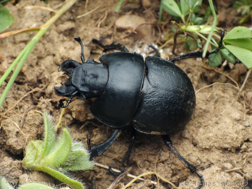 Lethrus apterus - nagyfejű csajkó